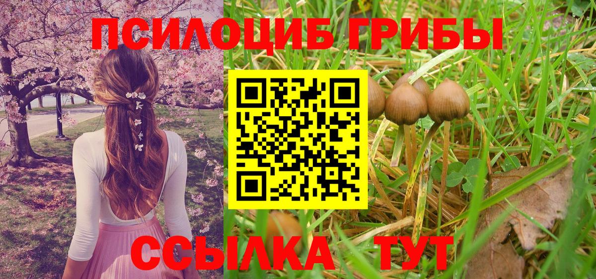 Галлюциногенные грибы Psilocybine cubensis  Псилоцибиновые грибы Cubensis  Великий Новгород  Вход с VPN 